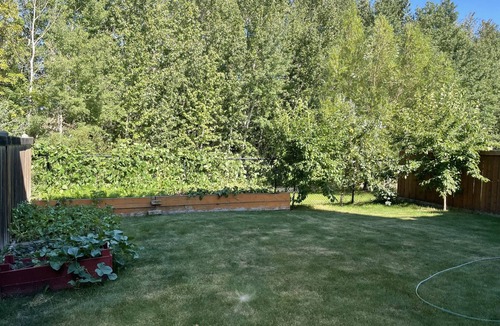 Stony Plain House | Tree facing back yard walkout unit at stony plain