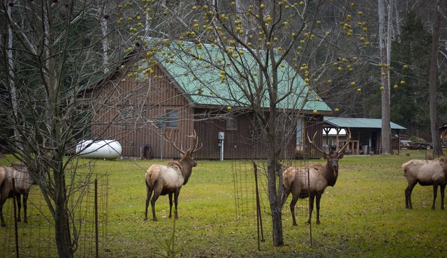 Rustic Getaway In The Heart Of The Pennsylvania Elk Range in Benezette