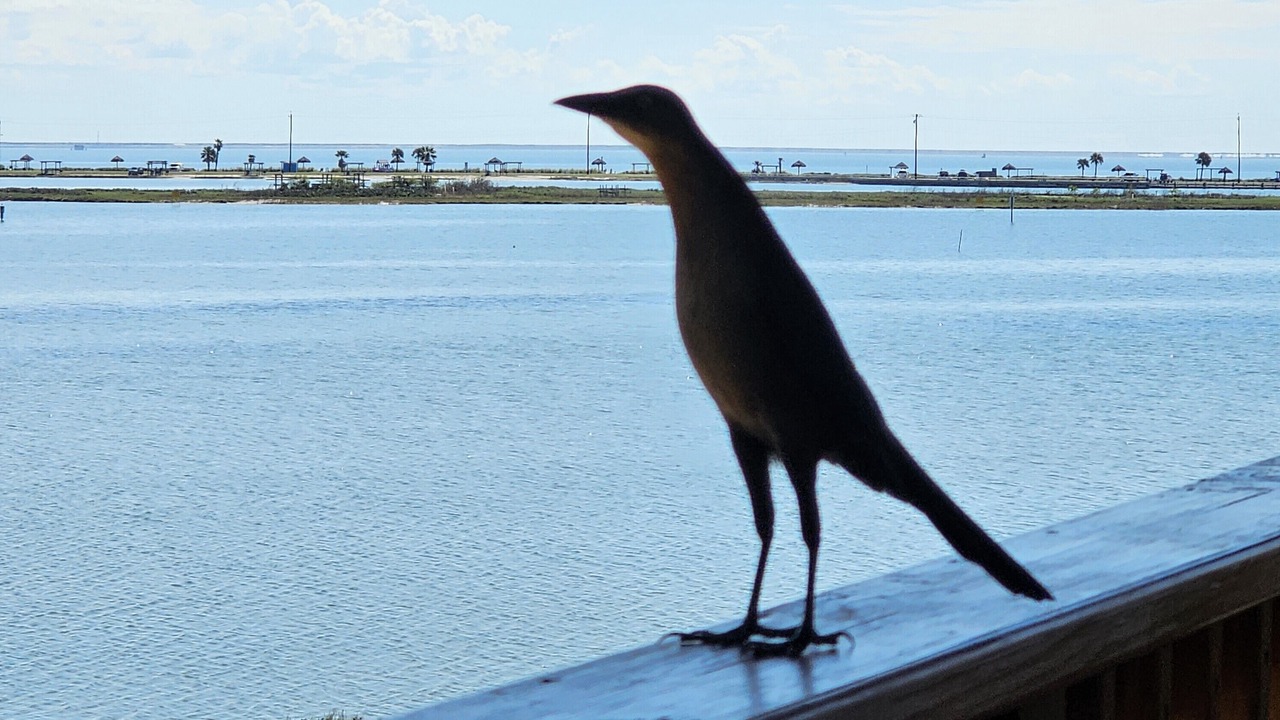 Photo of Others in Rockport